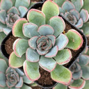 Echeveria 'Mexican Hat'