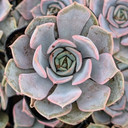 Echeveria 'Parasol Rose'