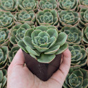 Echeveria 'Taco'
