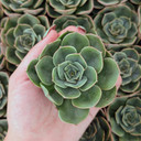 Echeveria 'Taco'