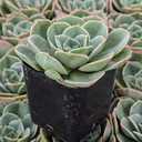 Echeveria 'Taco'