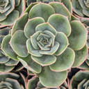 Echeveria 'Taco'