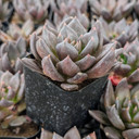 Echeveria 'Gothika'