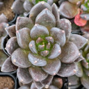 Echeveria 'Gothika'