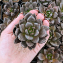 Echeveria 'Gothika'