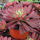 Aeonium 'Fairy Ink' [large]