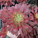 Aeonium 'Fairy Ink' [large]