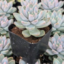 Echeveria 'Estrella'