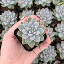Echeveria 'Estrella'