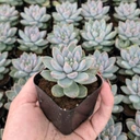Echeveria 'Estrella'