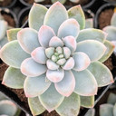 Echeveria 'Estrella'