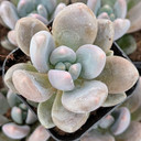 Echeveria 'Dark Red'