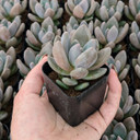 Echeveria 'Dark Red'
