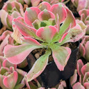 Aeonium 'Wheels of Asperation'