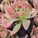 Aeonium 'Wheels of Asperation'