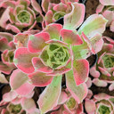 Aeonium 'Wheels of Asperation'