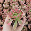 Aeonium 'Wheels of Asperation'