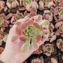 Aeonium 'Wheels of Asperation'