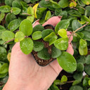 Hoya 'Mathilda'