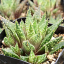 Haworthia variegata var. petrophila