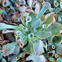Echeveria 'Trumpet Pinky' - April