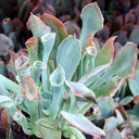 Echeveria 'Trumpet Pinky' - April