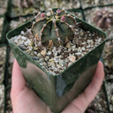 Gymnocalycium friedrichii [large]
