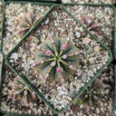 Gymnocalycium friedrichii [large]