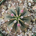Gymnocalycium friedrichii [large]