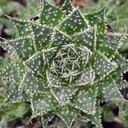 Aloe 'Zambezi'