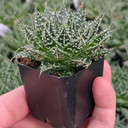 Aloe 'Zambezi'