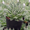 Aloe 'Zambezi'