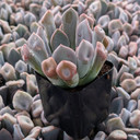 Echeveria 'Topsy x Debbie'