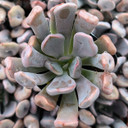 Echeveria 'Topsy x Debbie'