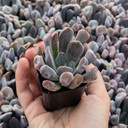 Echeveria 'Topsy x Debbie'