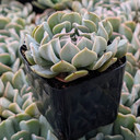 Echeveria 'Harmonic'