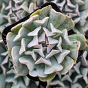 Echeveria 'Harmonic'