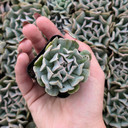 Echeveria 'Harmonic'