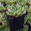 Echeveria 'Rosetta Cariba'