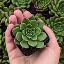 Echeveria 'Rosetta Cariba'