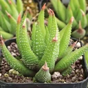 Haworthiopsis attenuata var. glabrata