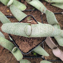 Gasteria 'Triceratops Skin'