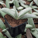 Gasteria 'Triceratops Skin'