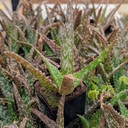Aloe ‘Tropical’