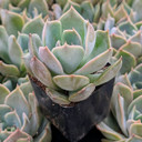 Echeveria ‘Starlight’
