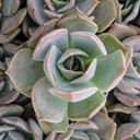 Echeveria ‘Starlight’