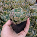 Echeveria ‘Starlight’