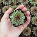 Sempervivum ‘Santino’