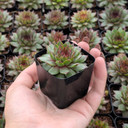 Sempervivum ‘Santino’