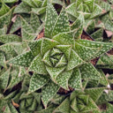 Aloe ‘Black Moon’